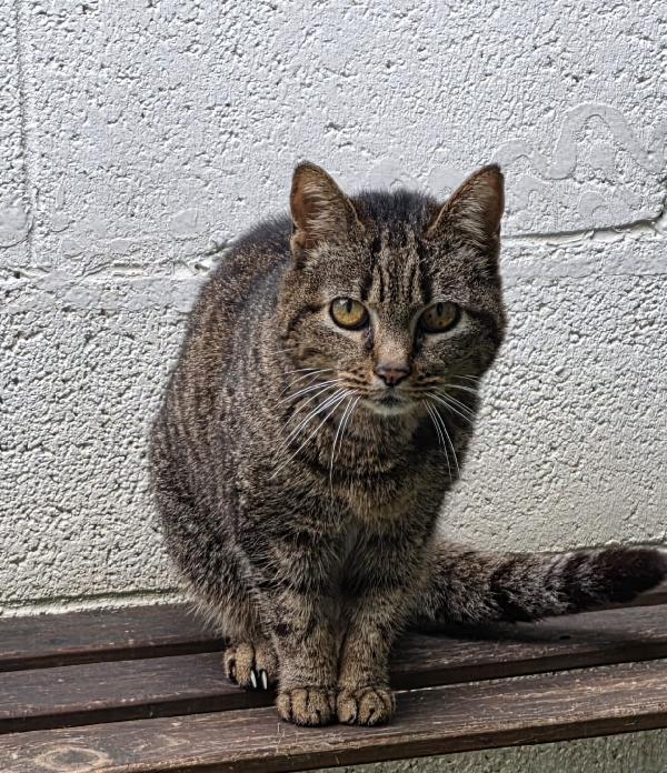 CLEO DOLCE GATTINA Foto 2